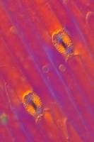 Stomates de feuille de Tulipe x100
